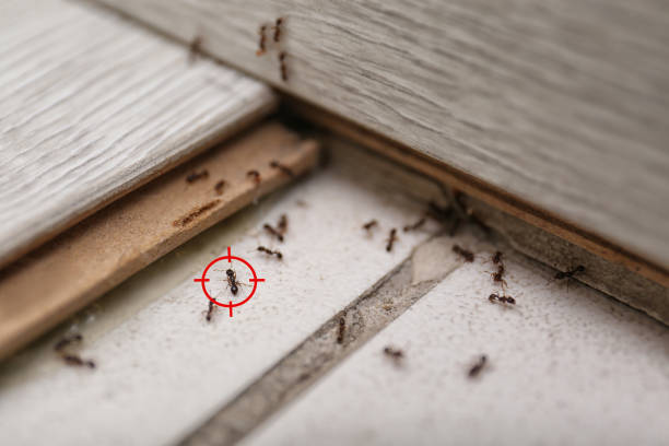 Best Wildlife Control Services  in New Johnsonville, TN