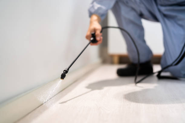 Best Flea Control Services  in New Johnsonville, TN