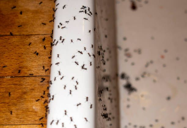 Best Bed Bug Extermination  in New Johnsonville, TN