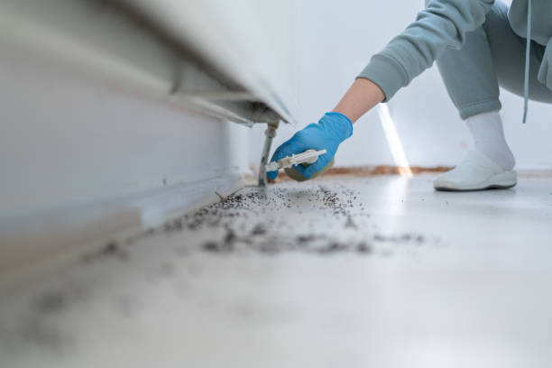 Best Flea Control Services  in New Johnsonville, TN